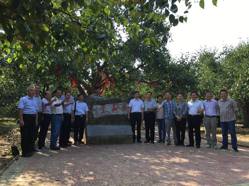 宁陵酥梨标准化生产与品牌建设研讨会 在河南宁陵召开