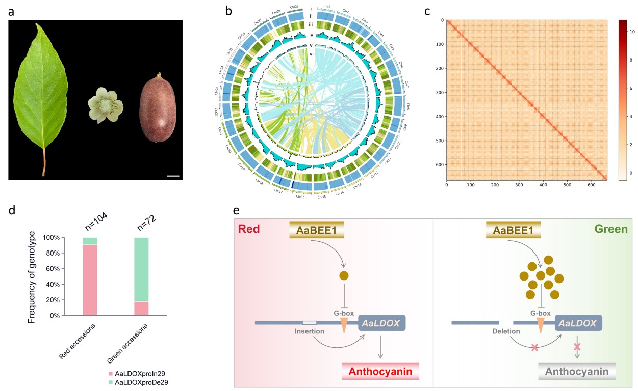 Genome assembly and color regulation model.jpg