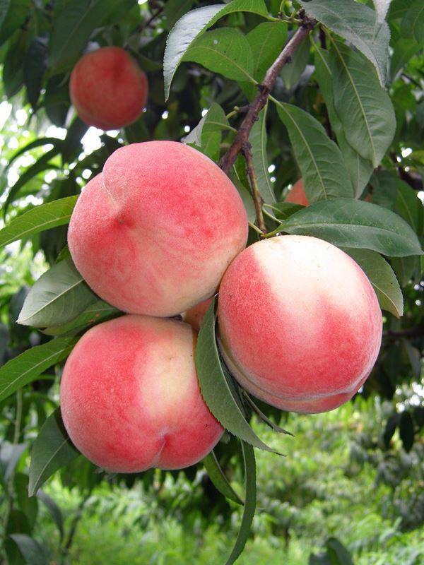 桃:中桃4 号_郑州果树研究所