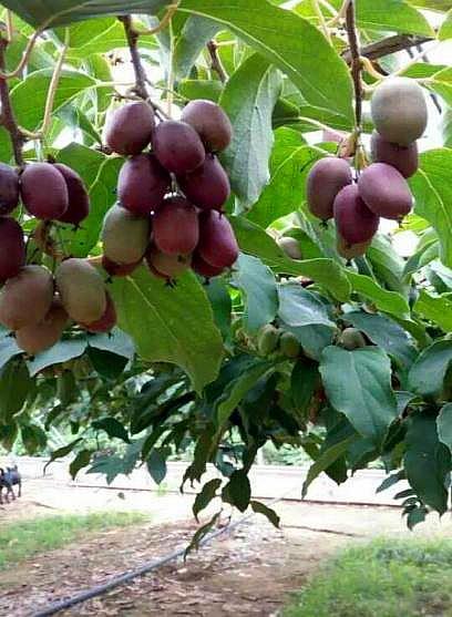 猕猴桃:仲夏红_郑州果树研究所