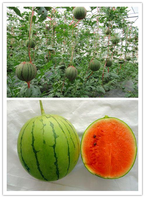 特点特性:设施专用小果型西瓜品种.