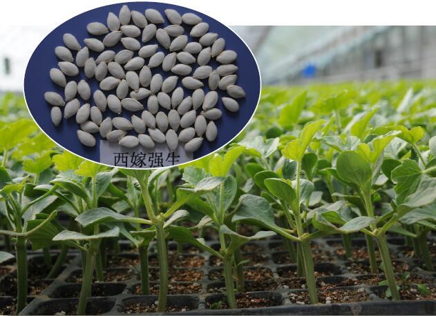 西瓜砧木品种:西嫁强生