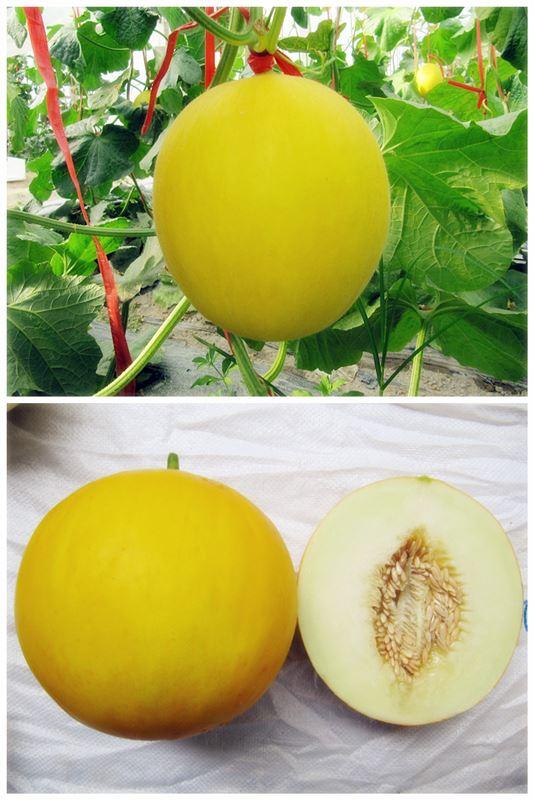 甜瓜:中甜4号