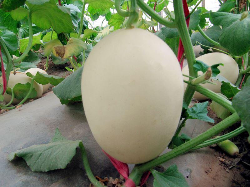 特点特性:中早熟厚皮甜瓜品种,全生育期95~110天,坐果