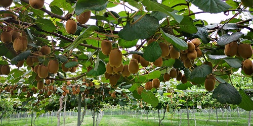 中国农科院果树新品种图片