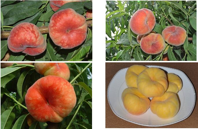 郑果所两个蟠桃品种获得植物新品种权证书_郑州果树研究所