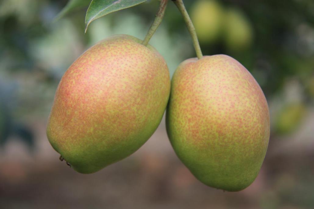 新品种新技术 郑州果树研究所